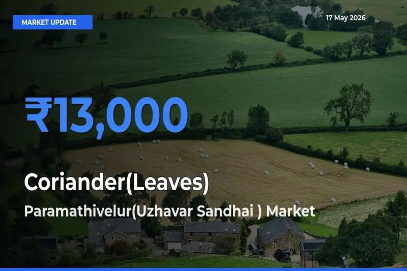 Top Performer! Paramathivelur(Uzhavar Sandhai ) Offers Best Coriander(Leaves) Price Today