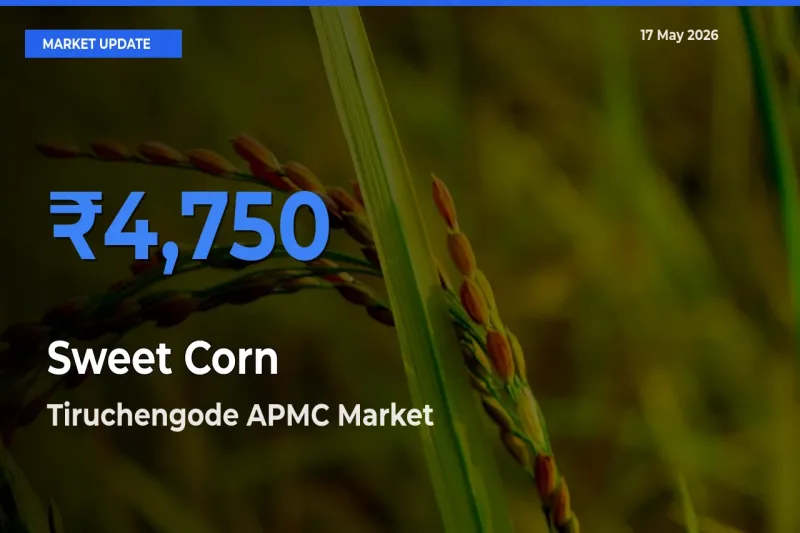 Tiruchengode APMC Emerges as Top Mandi for Sweet Corn  Prices Today