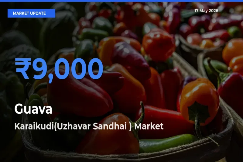 Market Watch: Karaikudi(Uzhavar Sandhai ) Becomes Top Mandi for Guava
