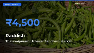 Thalavaipuram(Uzhavar Sandhai ) Emerges as Top Mandi for Raddish Prices Today