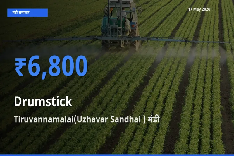 17 May अपडेट: सहजन (मुनगा) के सबसे ऊँचे दाम Tiruvannamalai(Uzhavar Sandhai ) मंडी में