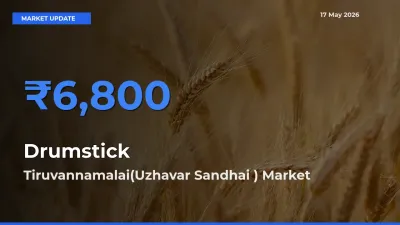 Tiruvannamalai(Uzhavar Sandhai ) Tops Drumstick Mandi Rates Today