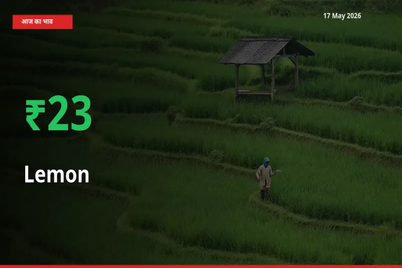 स्थानीय मंडी में नींबू के दाम अचानक 23.35% उछले, किसान सतर्क