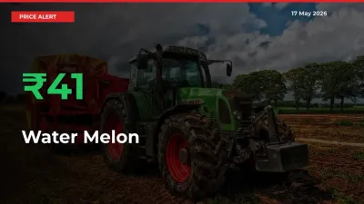 Sudden 41.25% Rally in Water Melon Prices Across Mandis