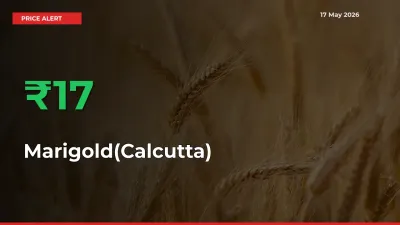 Marigold(Calcutta) Rises 16.99% at Mandis