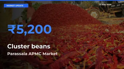 Market Watch: Parassala APMC Becomes Top Mandi for Cluster beans