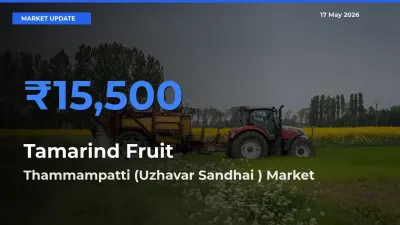 Thammampatti (Uzhavar Sandhai ) Leads as Top Mandi for Tamarind Fruit Prices