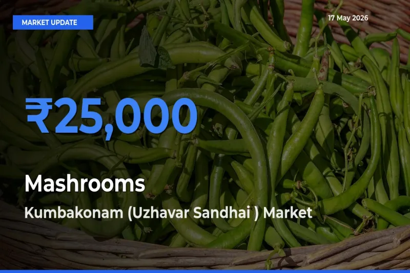 Mashrooms Mandi Rate Today: Kumbakonam (Uzhavar Sandhai ) Tops the List