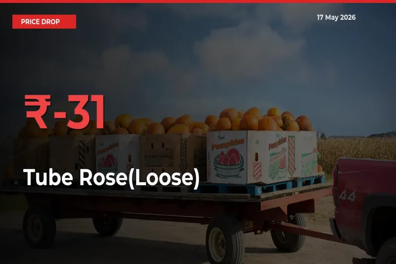 Tube Rose(Loose) Prices Drop 31.46% – May 17 Market Update from Mandis