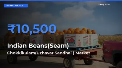 Market Watch: Chokkikulam(Uzhavar Sandhai ) Becomes Top Mandi for Indian Beans(Seam)
