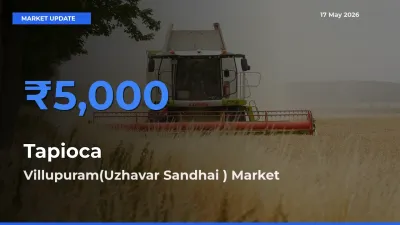 Villupuram(Uzhavar Sandhai ) Offers ₹5,000 – Highest Tapioca Rate Today