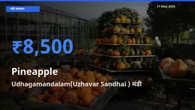 Udhagamandalam(Uzhavar Sandhai ) मंडी में अनानास ₹8,500 पर पहुँचा – आज का सर्वोच्च भाव