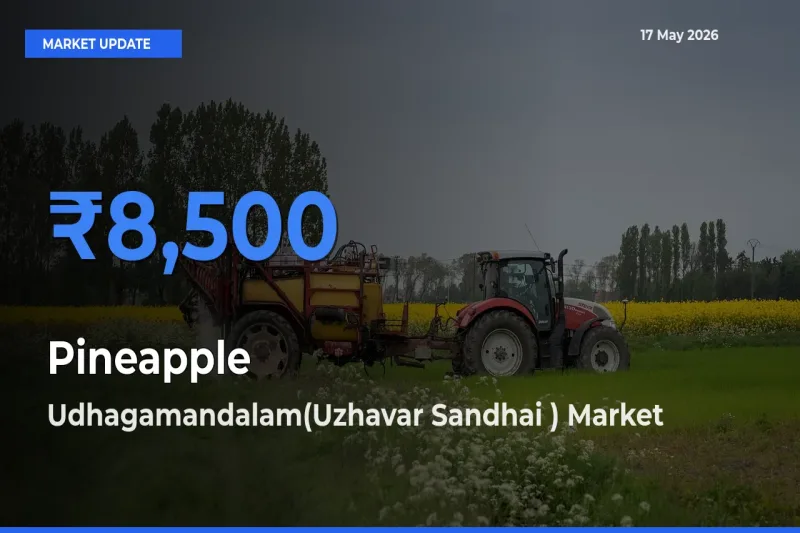Udhagamandalam(Uzhavar Sandhai ) Leads as Top Mandi for Pineapple Prices
