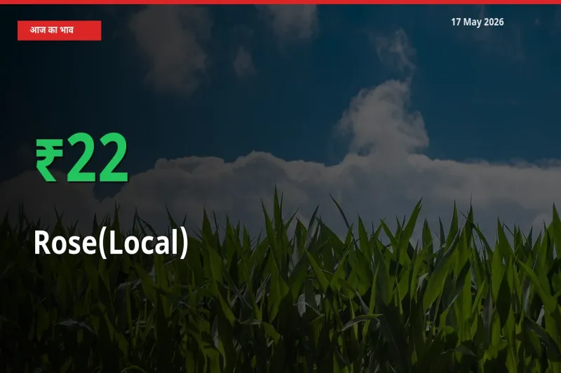 17 May अपडेट: गुलाब(स्थानीय) के दाम मंडी में 22.01% उछले