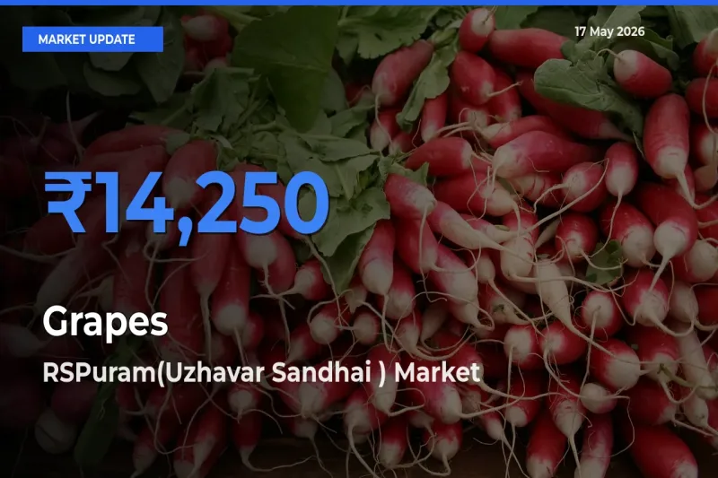 RSPuram(Uzhavar Sandhai ) Emerges as Top Mandi for Grapes Prices Today
