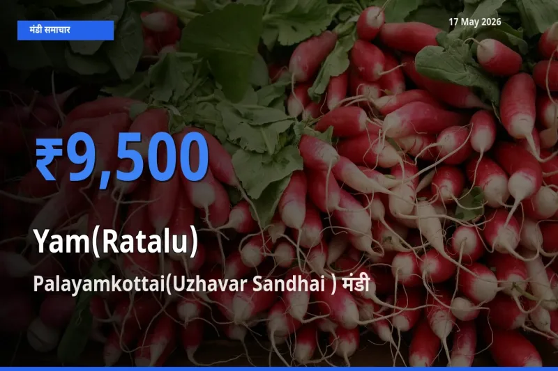 Palayamkottai(Uzhavar Sandhai ) मंडी में रतालू (रतलू) ₹9,500 पर पहुँचा – आज का सर्वोच्च भाव