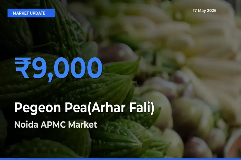 Noida APMC Emerges as Top Mandi for Pegeon Pea(Arhar Fali) Prices Today