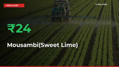 Big Rally! Mousambi(Sweet Lime) Climbs 24.15% in 24 Hours at Top Mandis