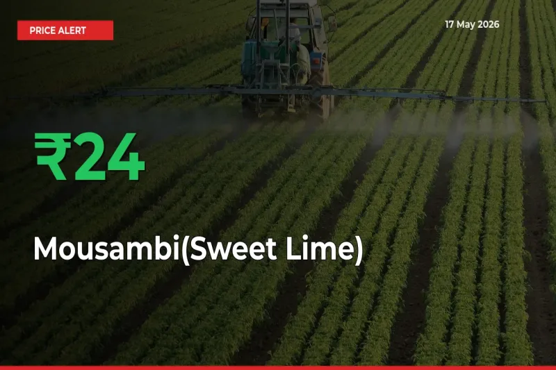 Big Rally! Mousambi(Sweet Lime) Climbs 24.15% in 24 Hours at Top Mandis