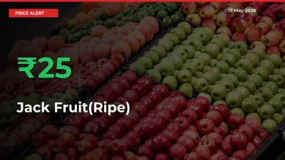 Big Rally! Jack Fruit(Ripe) Climbs 25.48% in 24 Hours at Top Mandis
