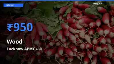 Lucknow APMC मंडी में लकड़ी ₹950 पर पहुँचा – आज का सर्वोच्च भाव