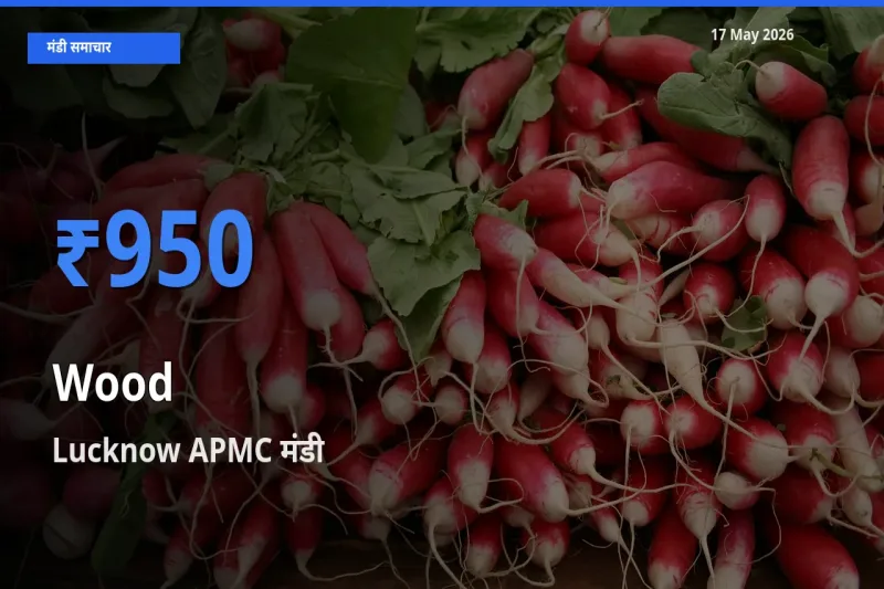 Lucknow APMC मंडी में लकड़ी ₹950 पर पहुँचा – आज का सर्वोच्च भाव