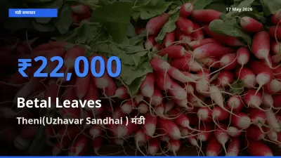 Theni(Uzhavar Sandhai ) मंडी में आज पान के पत्ते के सबसे ऊँचे दाम दर्ज