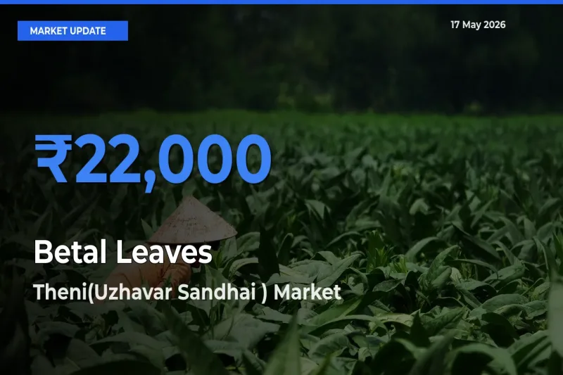 Market Watch: Theni(Uzhavar Sandhai ) Becomes Top Mandi for Betal Leaves