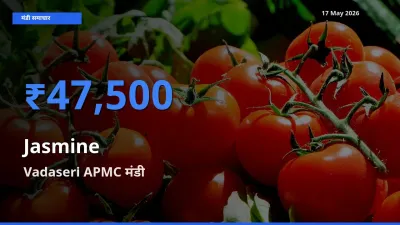 टॉप मंडी बना Vadaseri APMC! चमेली के सबसे ऊँचे दाम यहीं दर्ज