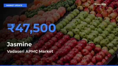 Vadaseri APMC Leads as Top Mandi for Jasmine Prices