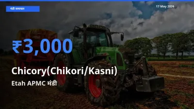 किसानों की पसंद बना Etah APMC, कासनी के सबसे अच्छे दाम