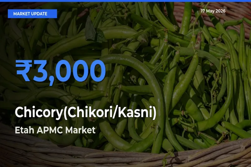 Farmers Prefer Etah APMC as Chicory(Chikori/Kasni) Hits Highest Rate