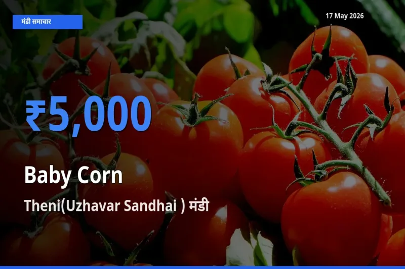 Theni(Uzhavar Sandhai ) मंडी में आज बेबी कॉर्न के सबसे ऊँचे दाम दर्ज