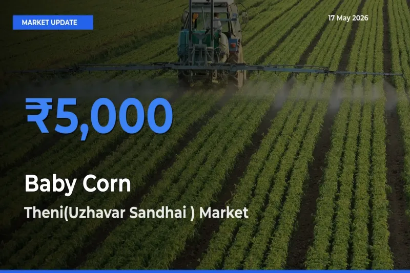Theni(Uzhavar Sandhai ) Records Highest ₹5,000 Rate for Baby Corn