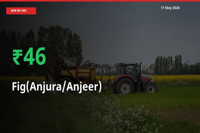 अंजीर 46.38% उछला, मंडी