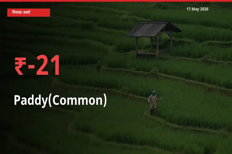 17 May अपडेट: धान (सामान्य) के दाम मंडी में 21.3% गिरे