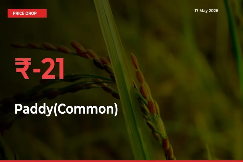 Paddy(Common) Prices Drop 21.3% in 24 Hours at Major Mandis
