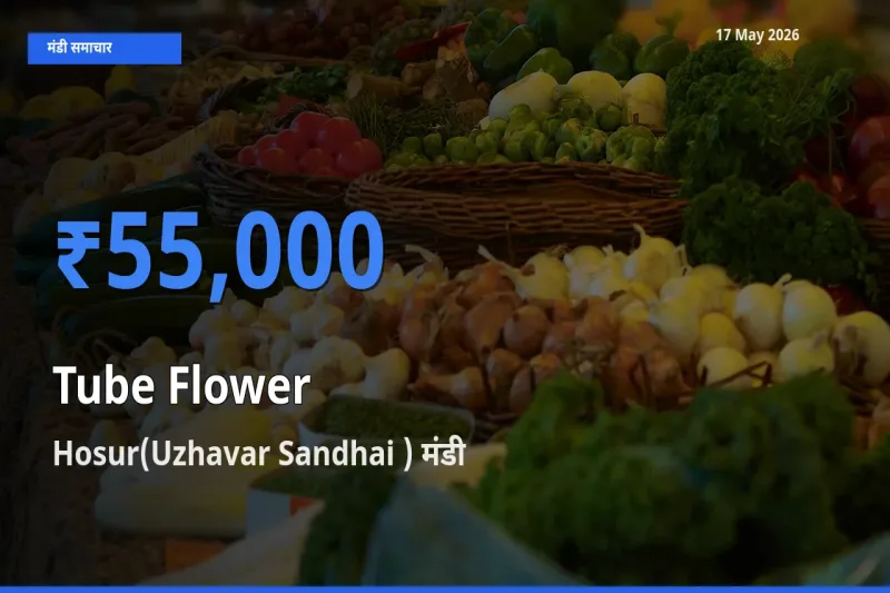 किसानों की पसंद बना Hosur(Uzhavar Sandhai ), रजनीगंधा के सबसे अच्छे दाम