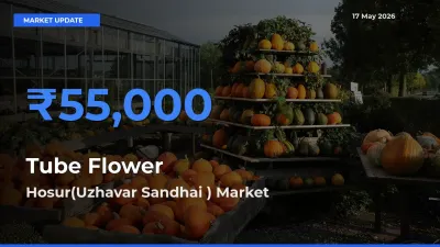 Top Performer! Hosur(Uzhavar Sandhai ) Offers Best Tube Flower Price Today