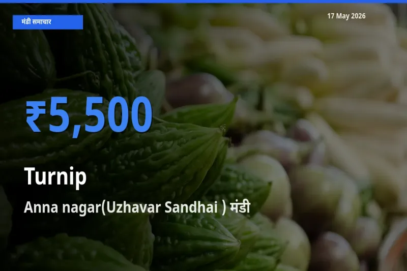 आज का मंडी भाव: शलजम के सबसे ज़्यादा दाम Anna nagar(Uzhavar Sandhai ) में