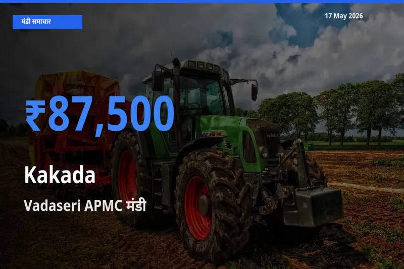 Vadaseri APMC मंडी में काकड़ा ₹87,500 पर पहुँचा – आज का सर्वोच्च भाव