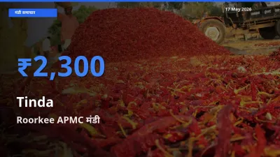आज टिंडा के सबसे ज़्यादा दाम Roorkee APMC मंडी में दर्ज