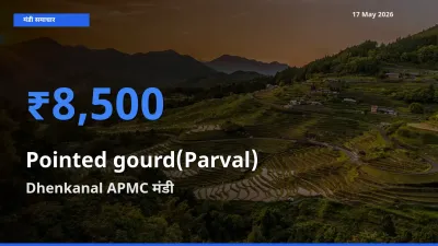 Dhenkanal APMC मंडी में आज परवल के सबसे ऊँचे दाम दर्ज