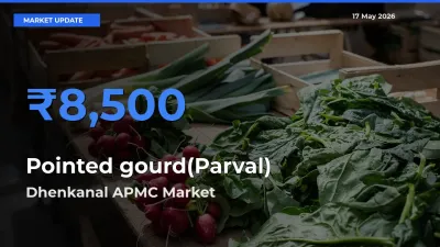 Top Performer! Dhenkanal APMC Offers Best Pointed gourd(Parval) Price Today