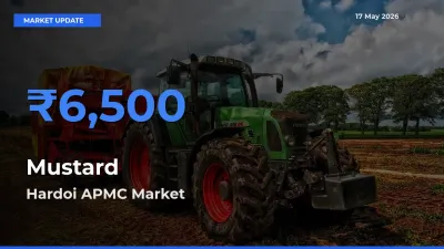 Hardoi APMC Offers ₹6,500 – Highest Mustard Rate Today
