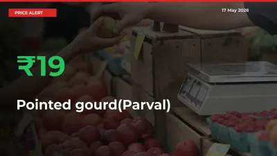 Pointed gourd(Parval) Prices Rise 19.16% in a Day at Major Mandis