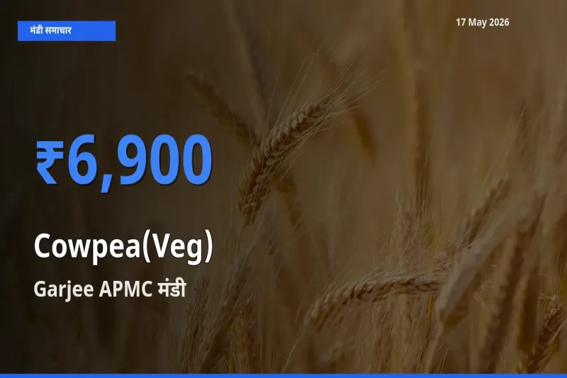 आज लोबिया फली के सबसे ऊँचे दाम ₹6,900 Garjee APMC मंडी में
