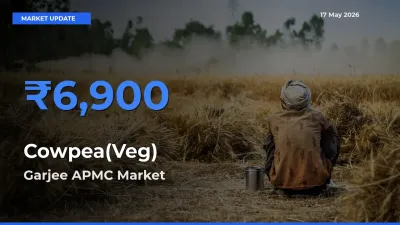 Cowpea(Veg) Mandi Rate Today: Garjee APMC Tops the List