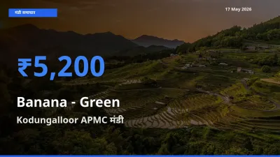 आज का मंडी भाव: केला - हरा के सबसे ज़्यादा दाम Kodungalloor APMC में