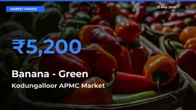 Farmers Prefer Kodungalloor APMC as Banana - Green Hits Highest Rate